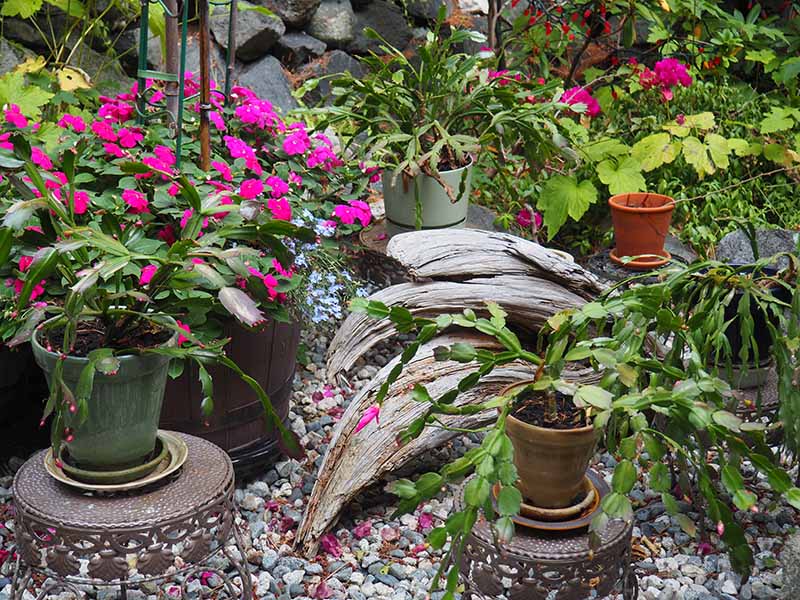 A garden scene with potted Christmas cactus plants growing among flowers.