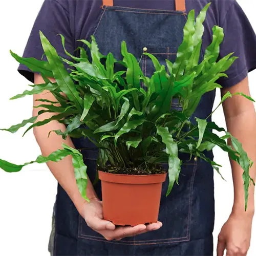 A square image of a gardener holding a potted kangaroo fern.