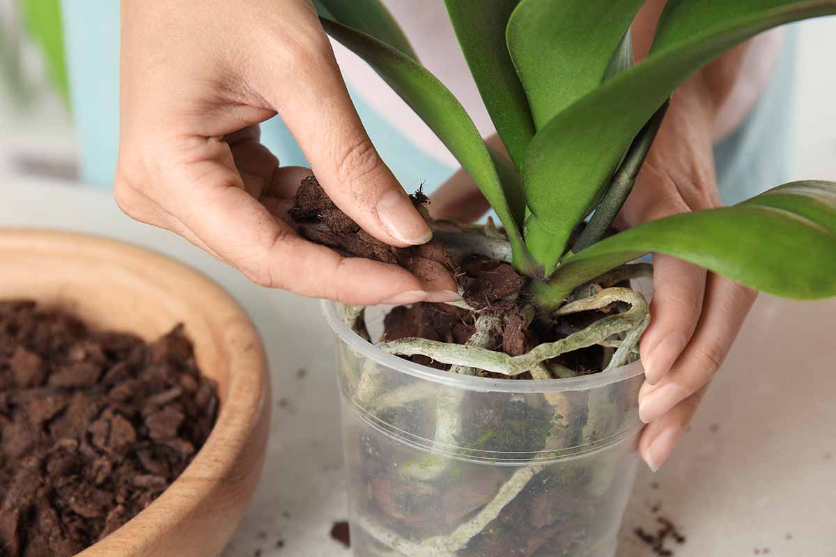 A close up horizontal image of two hands holding a transparent orchid pot adding fresh bark.