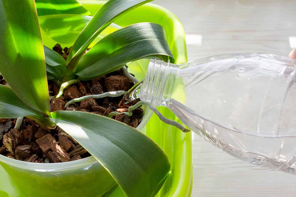 A close up horizontal image of a plastic bottle being used to water an orchid plant that is set in a plastic bucket.