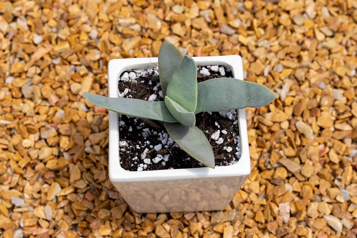 A close up of a small propeller plant, a type of crassula succulent, growing in a white pot set on a gravel surface.