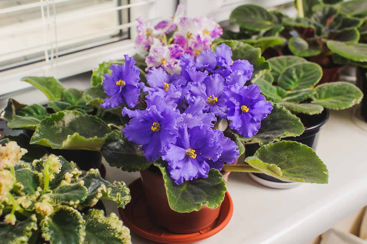 A horizontal image of a purple African violet in full bloom, set on a windowsill surrounded by other plants.