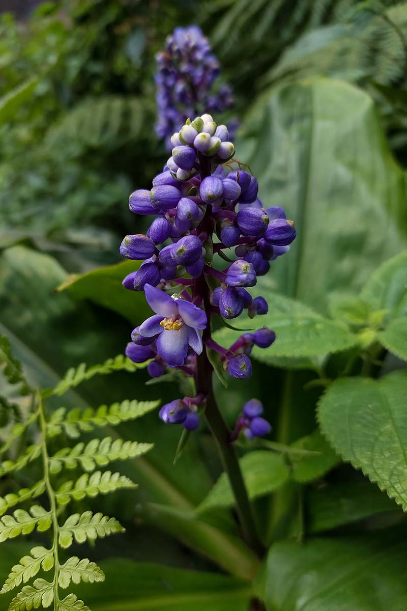 A vertical image of Dichorisandra thyrsiflora aka blue ginger growing in a shady spot in the garden.