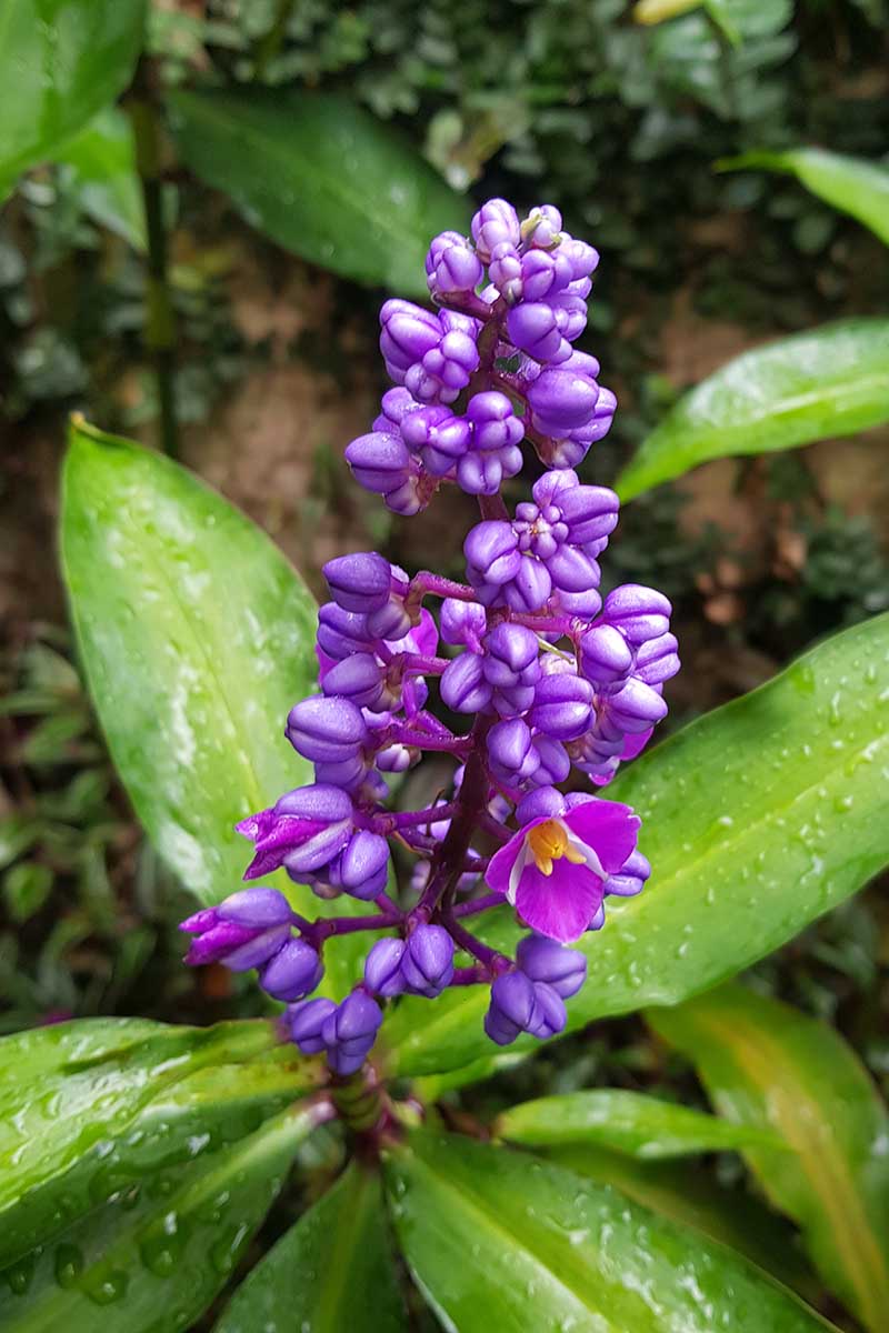A vertical image of the purple inflorescence of blue ginger (Dichorisandra thyrsiflora) with droplets of water on the foliage.