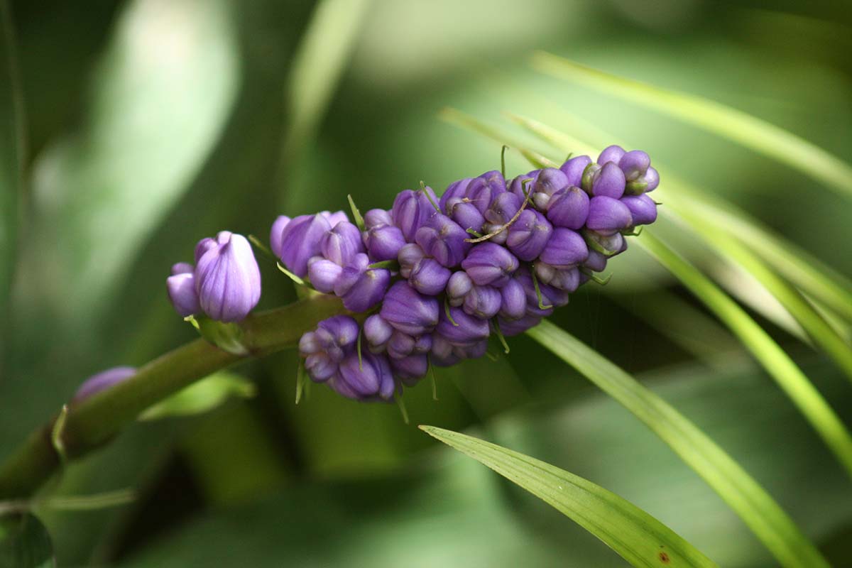 A close up horizontal image of the light purple flowers of blue ginger (Dichorisandra thyrsiflora) pictured on a soft focus background.
