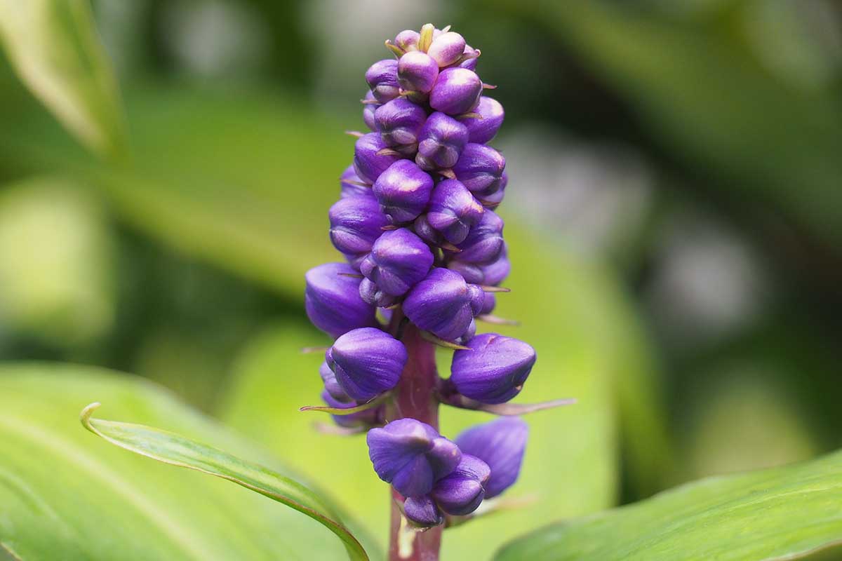 A close up horizontal image of the purple flowers of Dichorisandra thyrsiflora (aka blue ginger) pictured on a soft focus background.
