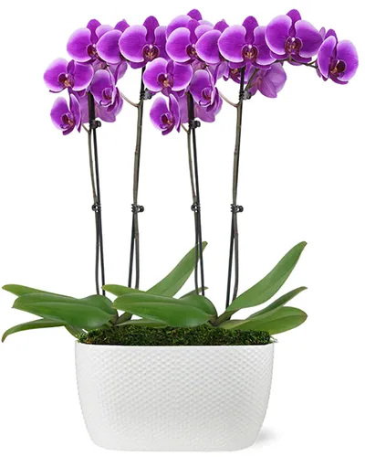 Un primer plano de una orquídea polilla púrpura aislada en un fondo blanco.