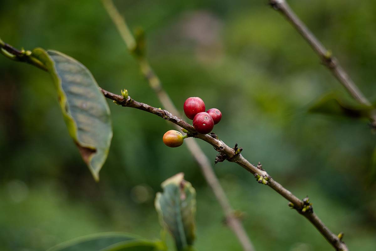A close up horizontal image of the branch of a coffee plant with ripe red berries, pictured on a soft focus background.
