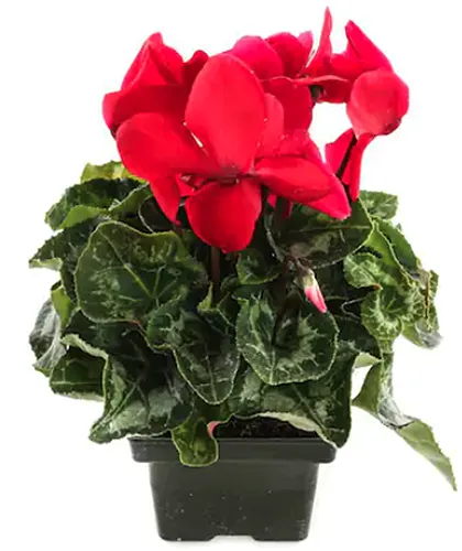A close up of a small cyclamen plant with variegated foliage and red flowers isolated on a white background.