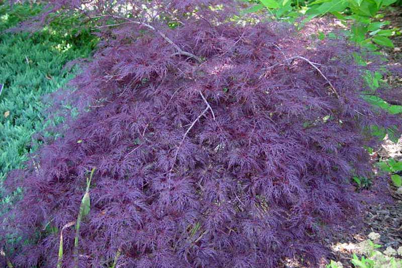 A horizontal image of Acer 'Red Filigree Lace' growing in the garden.