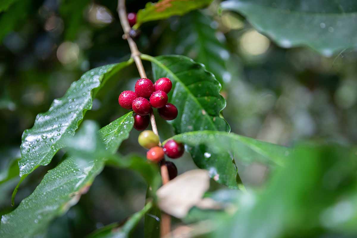 A close up horizontal image of the foliage and berries of a Typica coffee plant, with droplets of water on the foliage, pictured on a soft focus background.