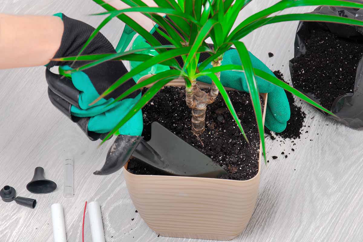 A close up horizontal image of a gardener using a trowel to refresh the soil of a dracaena houseplant.