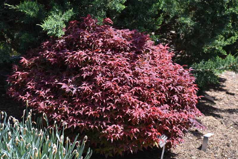 A close up horizontal image of Acer 'Rhode Island Red' growing in the garden pictured in light sunshine.