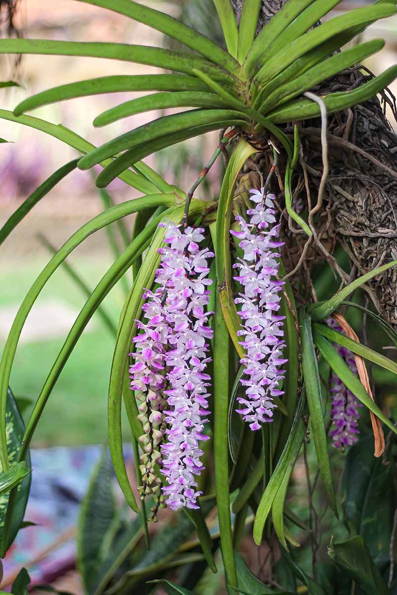 A vertical image of trailing bunches of pink and white Rhynchostylis gigantea orchid flowers growing on a tree trunk outdoors.