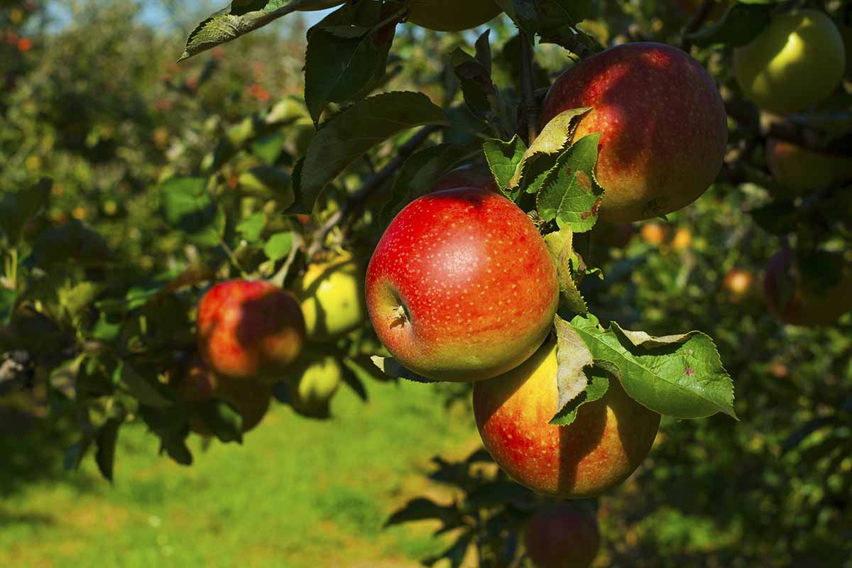 A horizontal image of apple trees in an orchard with ripe fruits ready to harvest pictured in light sunshine.