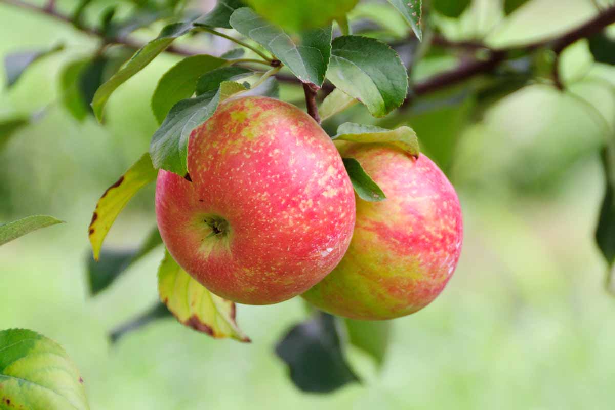 A close up horizontal image of ripe Honeycrist apples ready to harvest pictured on a soft focus background.