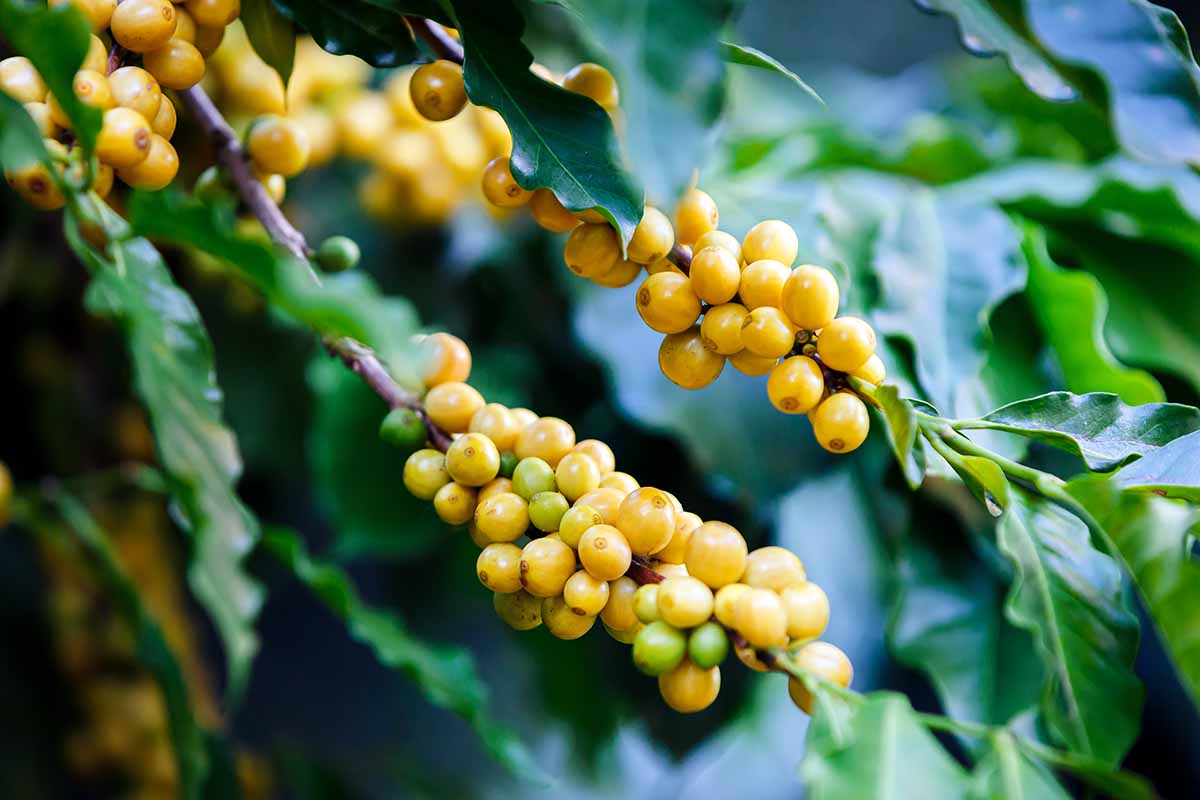 A close up horizontal image of the ripe yellow fruits of the Bourbon coffee plant, pictured on a soft focus background.