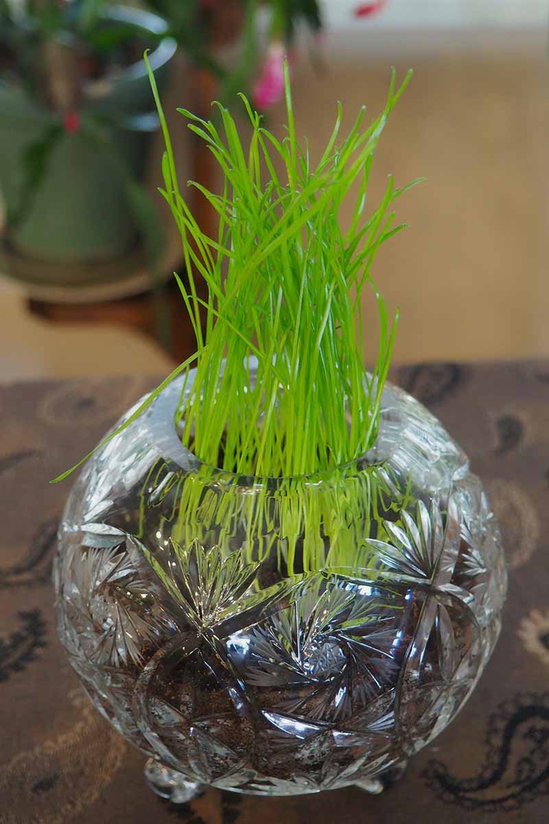 A vertical image of ryegrass growing in a crystal container indoors on a countertop pictured on a soft focus background.
