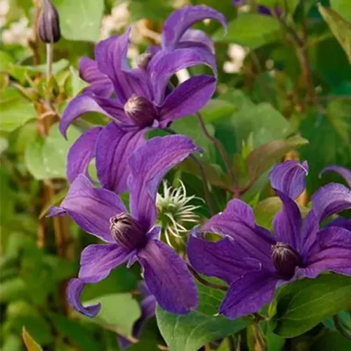 A close up of the purple flowers of 'Indigo Bloom,' growing in the garden with foliage in the background.