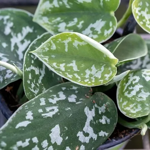 A close up square image of the variegated foliage of a satin pothos plant.