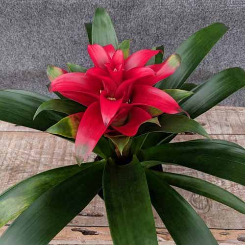 A square image of a 'Scarlet Star' bromeliad growing in a container indoors set on a wooden surface.