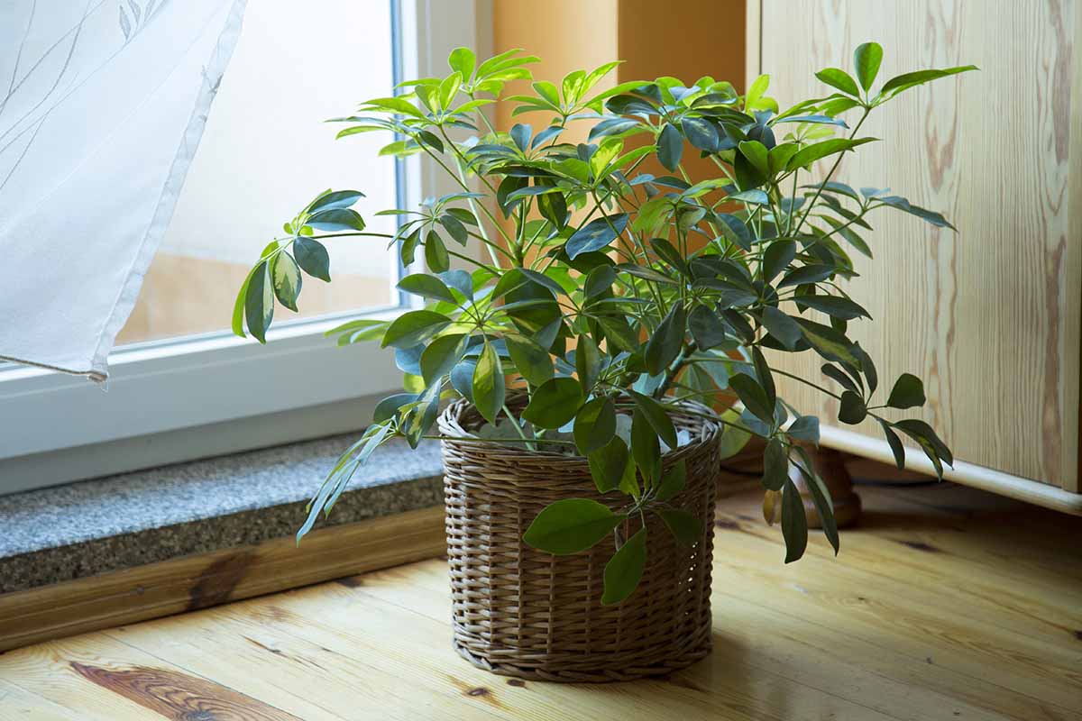 A close up horizontal image of a potted umbrella plant set on a wooden countertop next to a window.