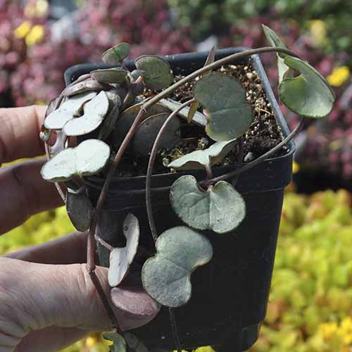 A close up square image of a hand from the left of the frame holding up a Ceropegia woodii 'Silver Glory' plant in a black pot.