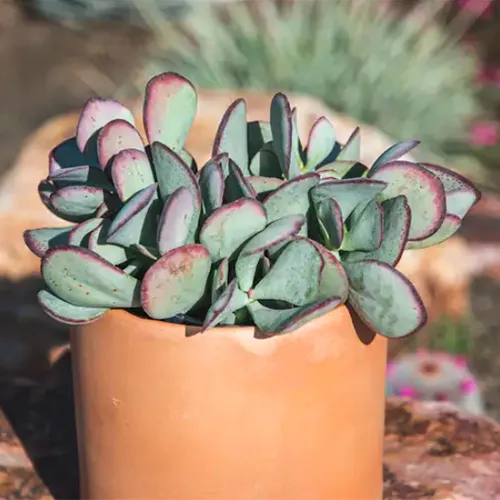 A square image of a silver jade plant growing in a small terra cotta pot pictured in light sunshine.