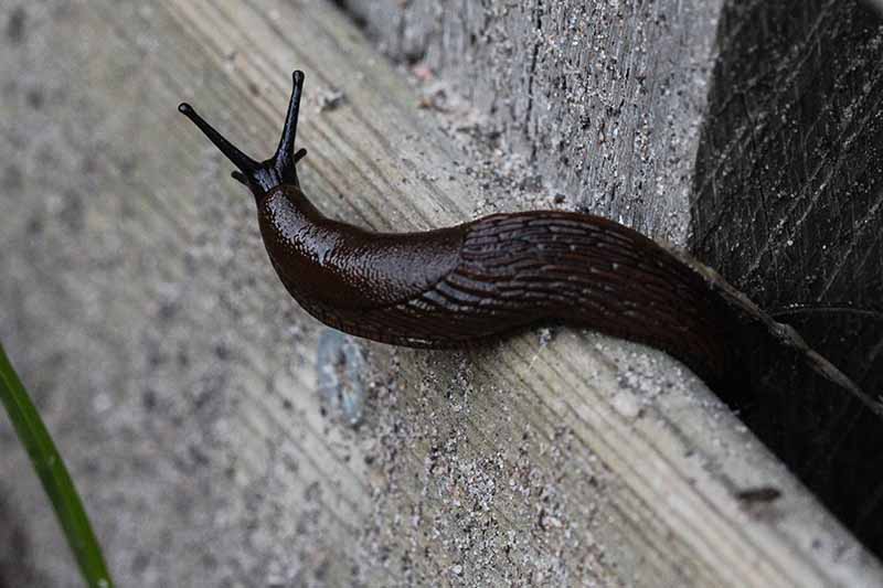 A close up horizontal image of a slug slithering along a wooden fence.