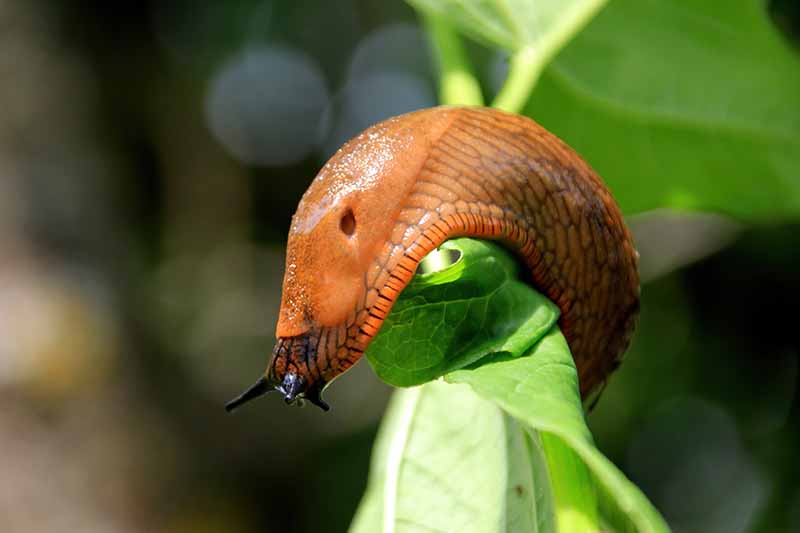 A close up horizontal image of a large slug munching its way through a leaf pictured on a soft focus background.