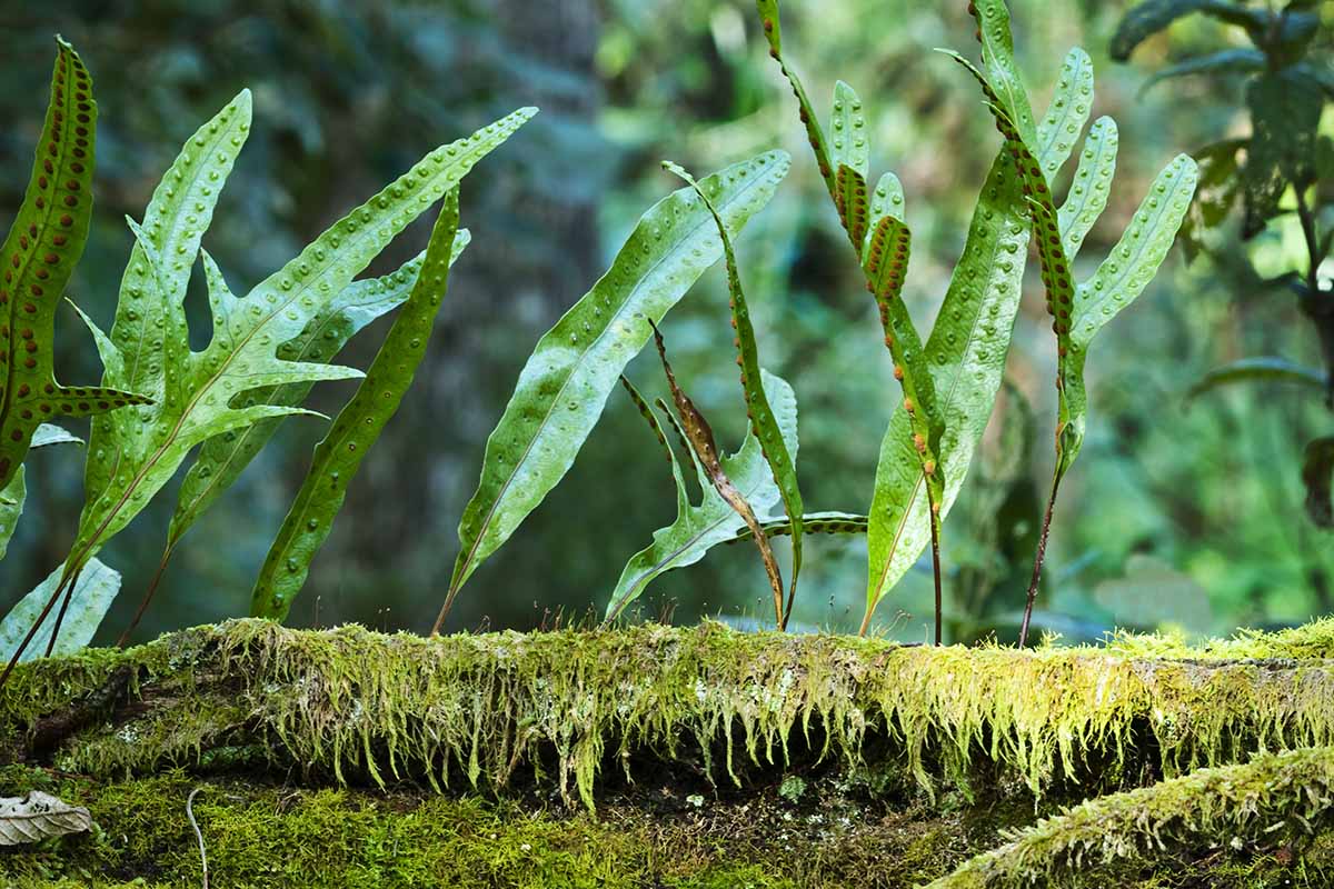 A horizontal image of kangaroo fern (Phymatosorus diversifolius) fronds growing by a moss-covered log with visible spores on the undersides of the leaves.