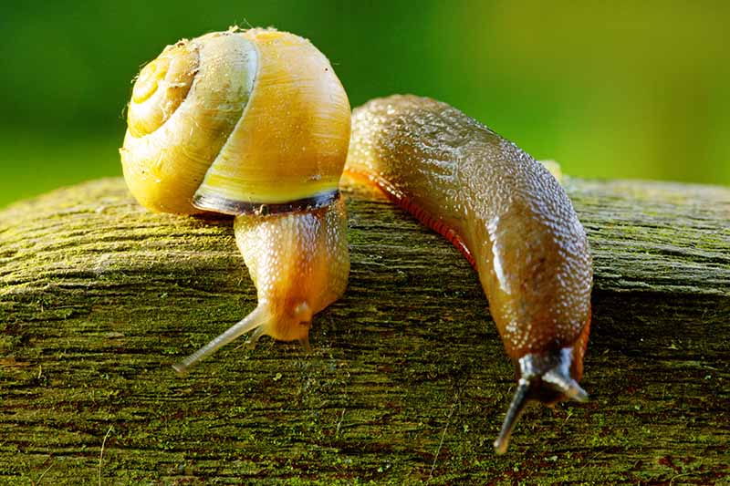 A close up horizontal image of a slug and a snail on a wooden branch pictured on a soft focus background.