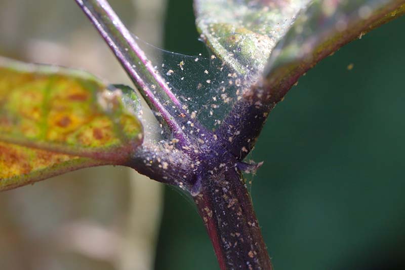 A close up horizontal image of a spider mite infestation on a houseplant showing the tiny arachnids surrounded by their webbing.