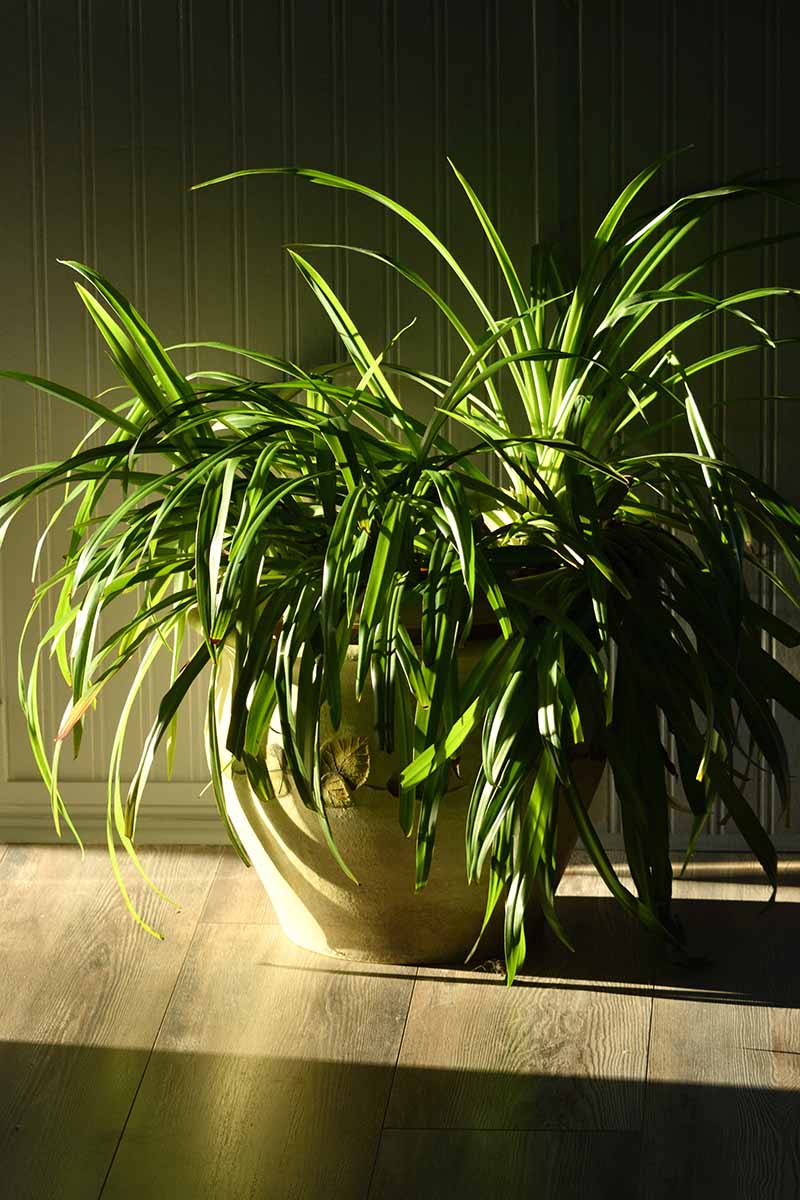 A close up vertical image of a Chlorophytum comosum growing in a pot pictured in morning light.