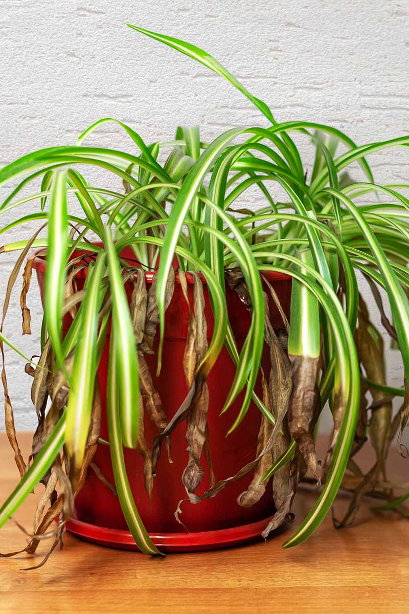 A close up vertical image of a spider plant with brown and wilted foliage growing in a red pot set on a wooden surface.