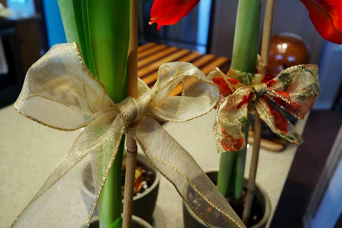 A close up horizontal image of flower stalks of amaryllis supported by bamboo stakes tied with decorative ribbon.