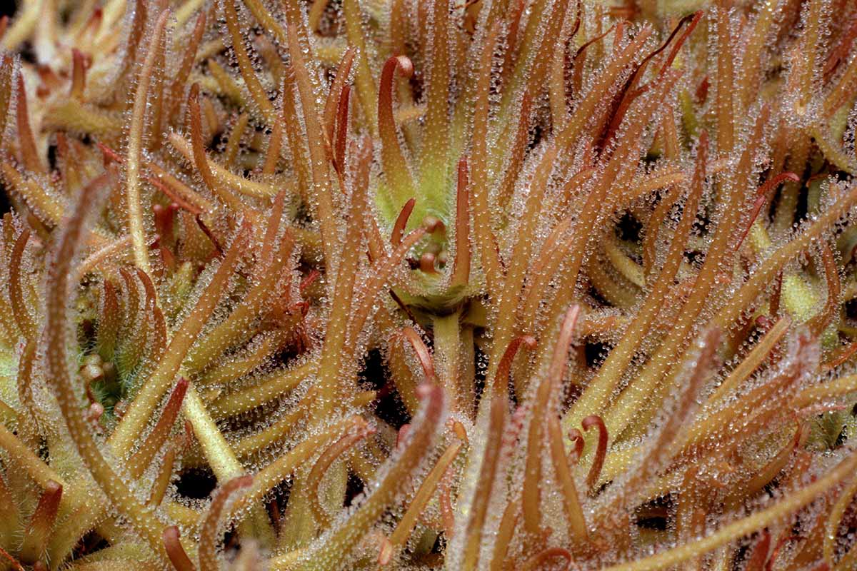 A close up horizontal image of the upright, sticky foliage of carnivorous Pinguicula gypsicola.