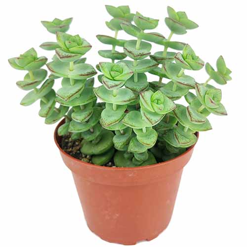 A close up of a string of buttons plant growing in a small plastic pot isolated on a white background.