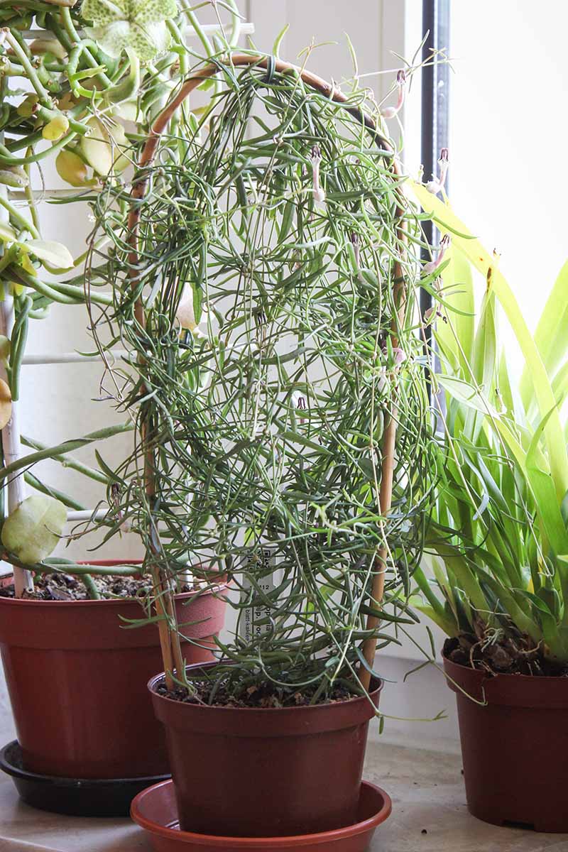 A close up vertical image of a string of needles plant growing in a pot indoors trained up a bamboo stake.