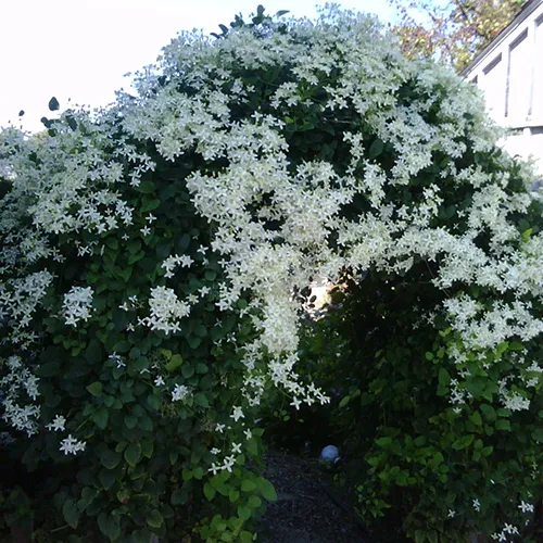 A square image of a large 'Sweet Autumn' clematis vine spilling over a garden arbor, with an abundance of tiny white flowers.