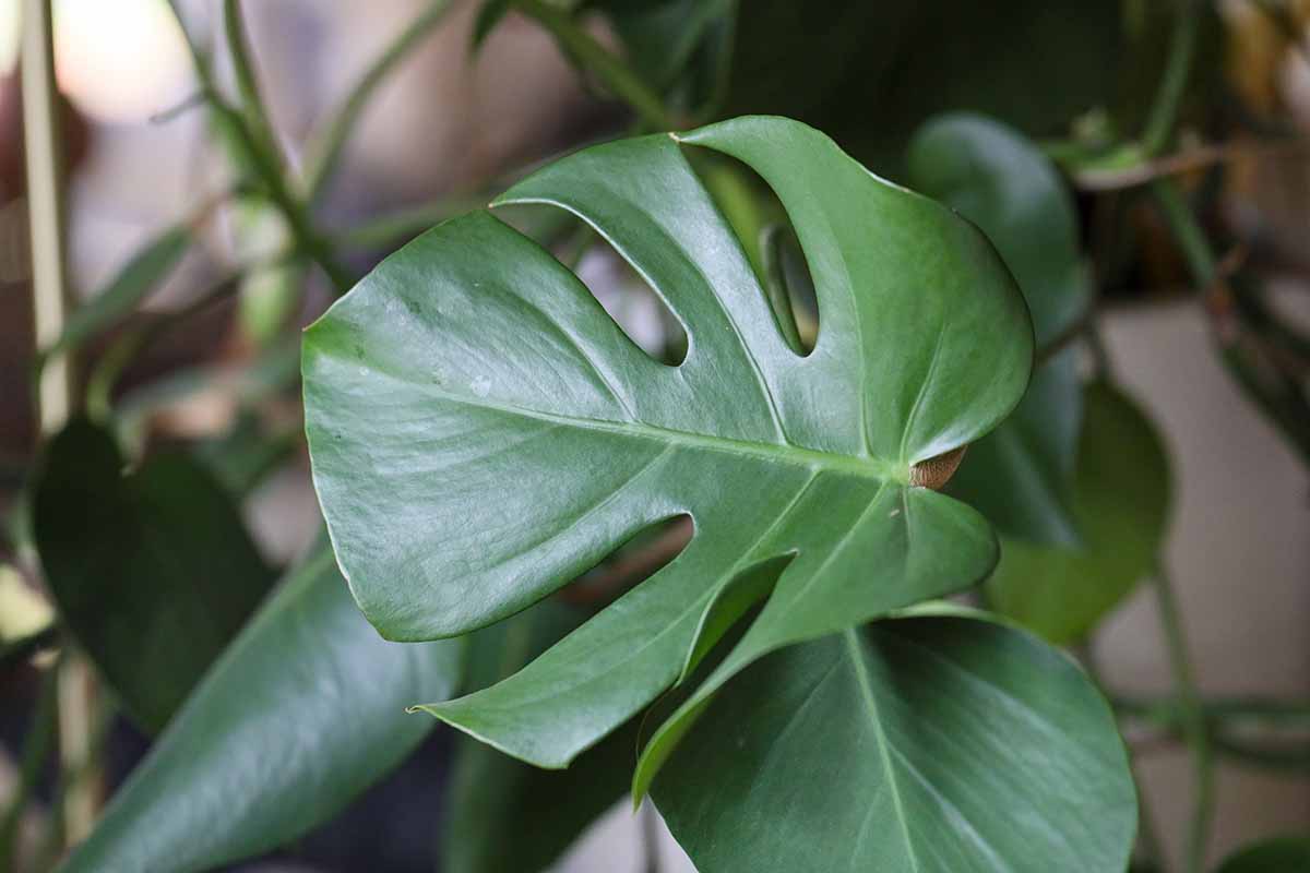 A close up horizontal image of the foliage of a Swiss cheese (Monstera) plant growing indoors pictured on a soft focus background.