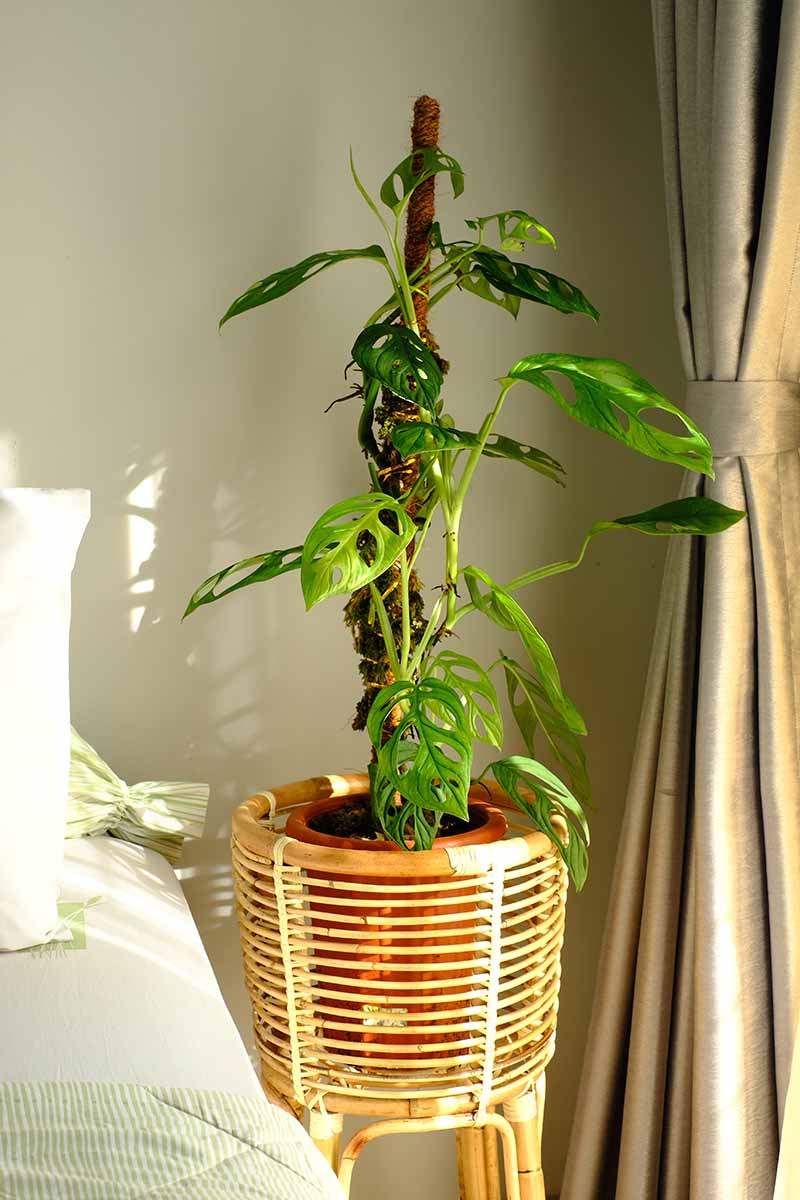 A vertical image of a Swiss cheese plant growing in a pot up a moss pole on a side table next to a bed.
