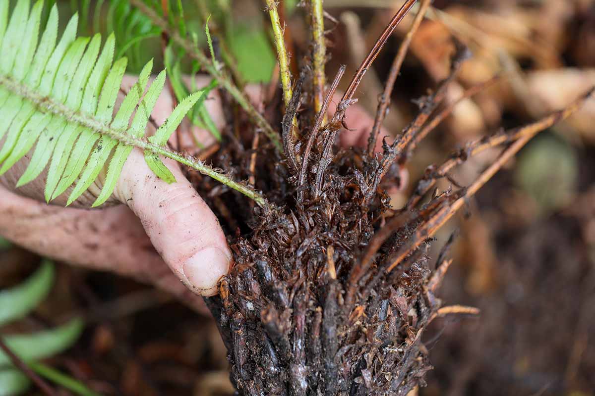A close up horizontal image of a hand holding up a recently dug up fern plant showing the base.