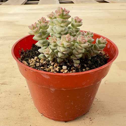 A square image of a Crassula 'Tom Thumb' plant growing in a plastic pot set on a wooden surface.