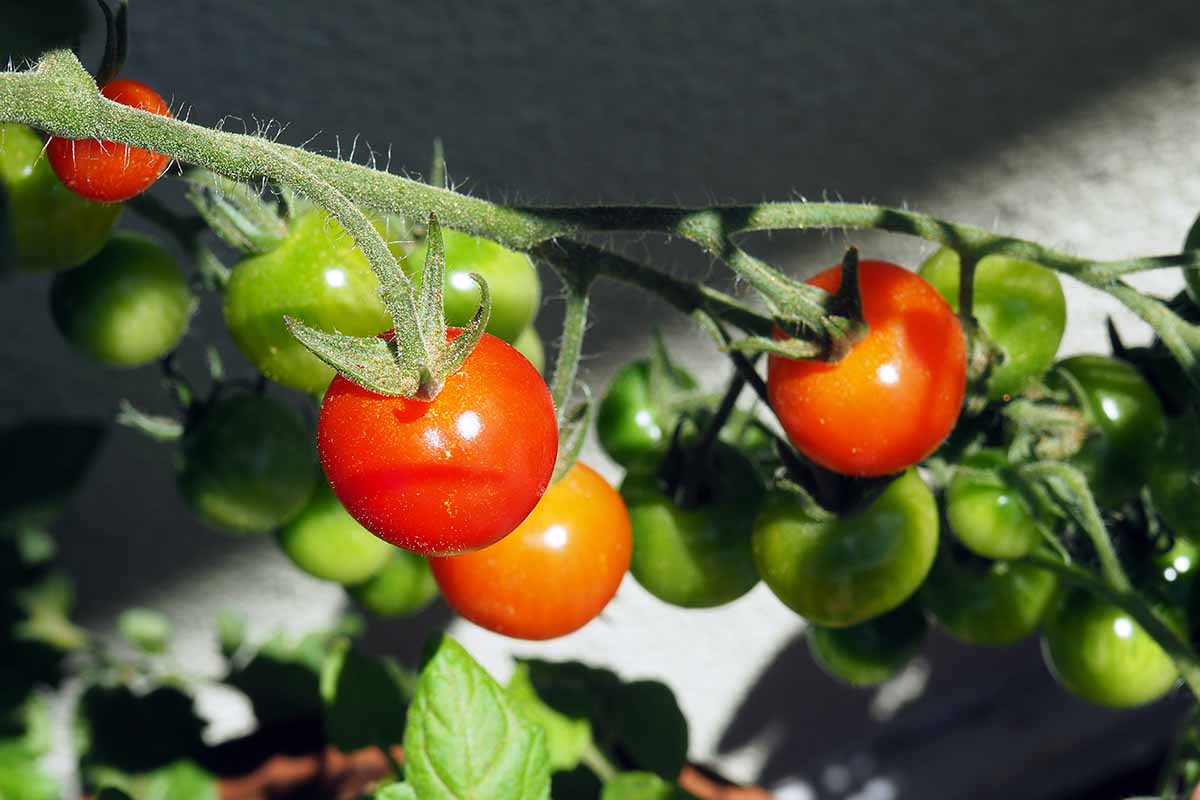 A close up horizontal image of green and red tomatoes ripening on the vine pictured on a dark soft focus background.