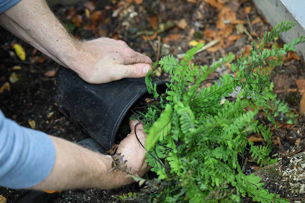 A close up horizontal image of a gardener removing a fern from a black plastic pot to transplant into the garden.