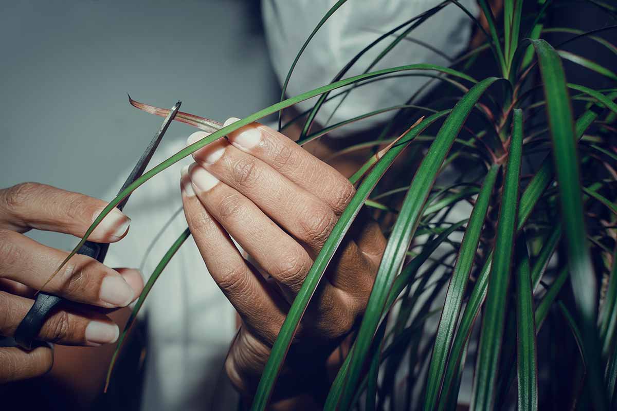 A close up horizontal image of a gardener trimming the ends of a dragon tree pictured in light filtered sunshine.