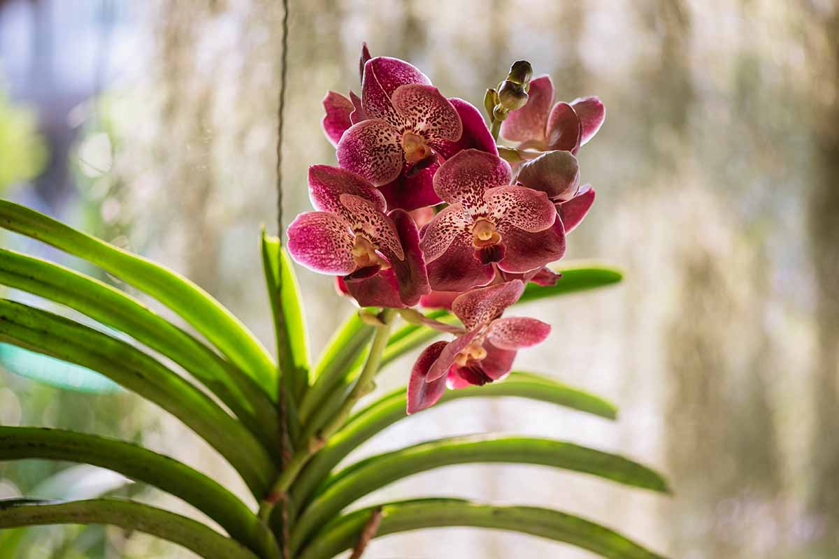 A close up horizontal image of Vanda orchids growing indoors in light sunshine pictured on a soft focus background.