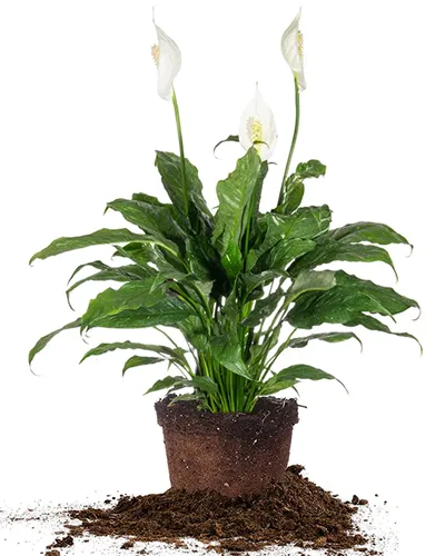 A square image of a variegated peace lily with three white spathes unpotted and isolated on a white background.
