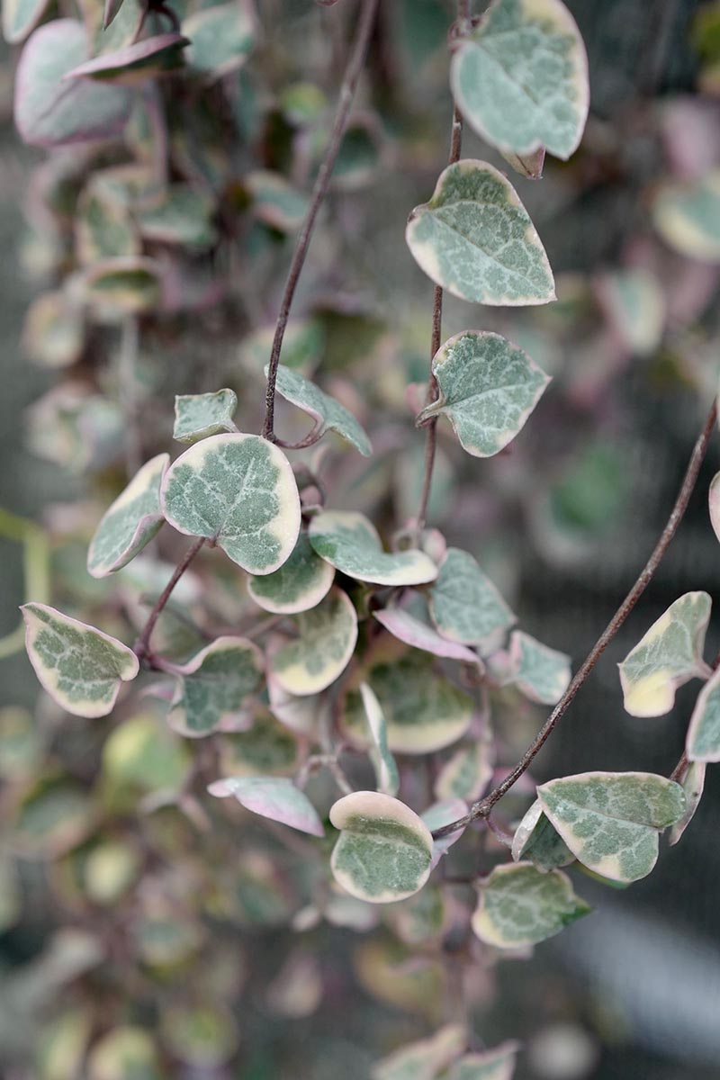 A close up vertical image of a variegated string of hearts (Ceropegia woodii) growing indoors pictured on a soft focus background.